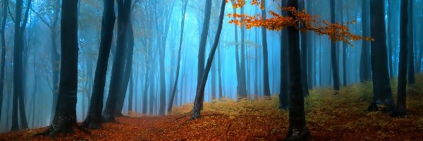 Mgła, Droga, Liście, Jesień, Drzewa, Las