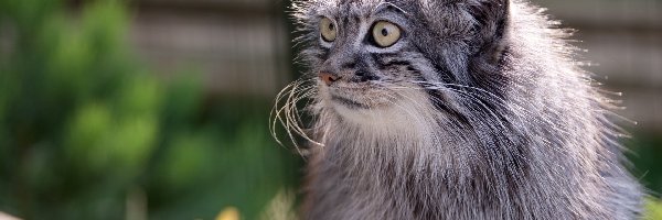 Oczy, Manul