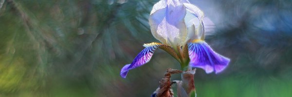Kwiat, Fioletowy, Irys