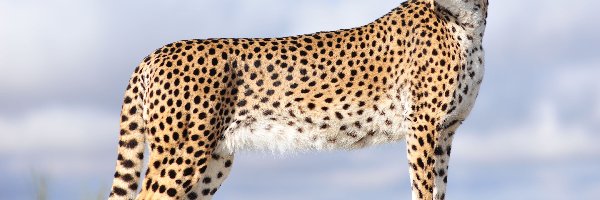 Gepard