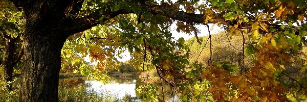 Drzewo, Rzeka, Jesień