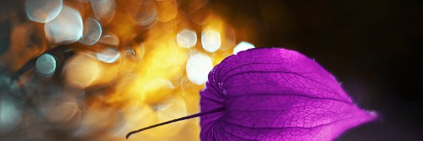 Bokeh, Roślina, Miechunka