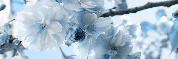 Kwiatuszki, Niebieskie, Biało