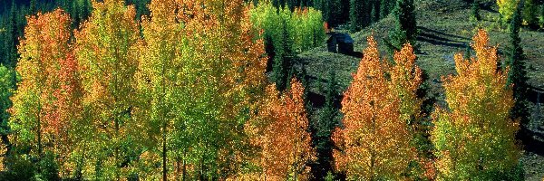 Lasy, Drzewa, Kolorowe, Jesień, Domek