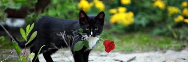 Kot, Róża, Czerwona, Czarny
