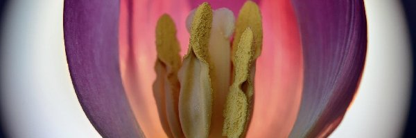 Powiększenie, Tulipan, Fioletowy