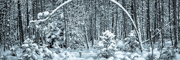 Ośnieżone Drzewa, Śnieg, Las, Zima