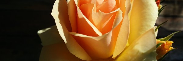 Róża, Pomarańczowa