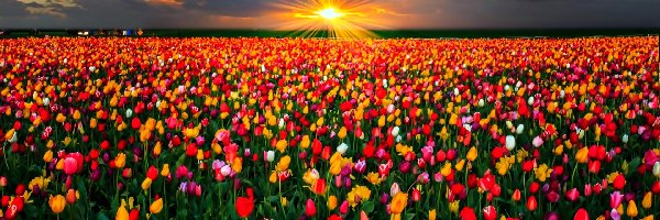 Tulipany, Chmury, Zachód Słońca, Pole