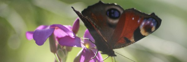 Rusałka pawik, Kwiat, Fioletowy, Motyl