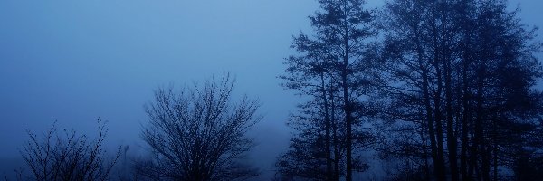 Drzewa, Mgła