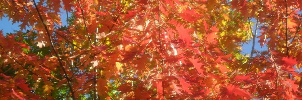 Kolorowe, Jesień, Liście, Drzewo