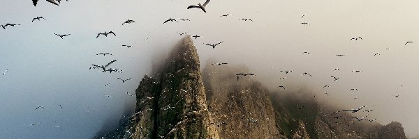 Szczyty, Ptaki, Mgła, Góry