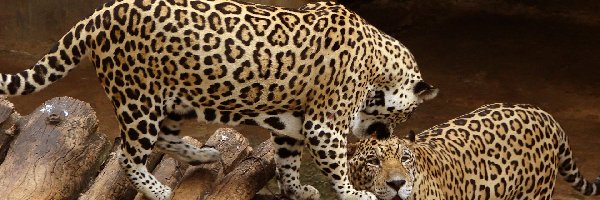 ZOO, Para, Jaguary