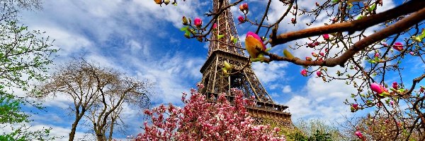Paryż, Drzewa, Wiosna, Francja, Kwitnące, Wieża Eiffla