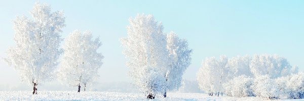 Drzewa, Oszronione, Zima