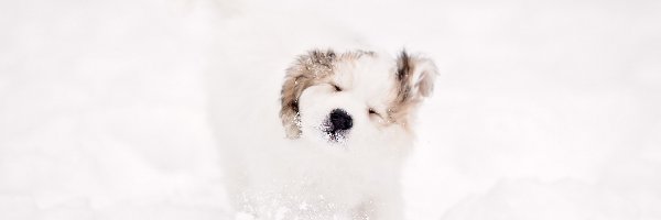 Pies, Śnieg, Zima, Biały