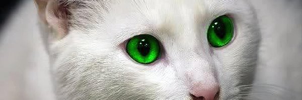 Kot, Oczy, Zielone, Biały