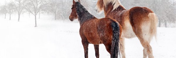 Śnieg, Padający, Konie