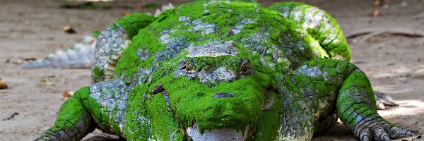 Aligator, Zielony