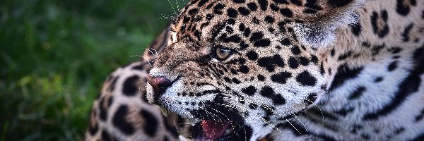 Kły, Jaguar