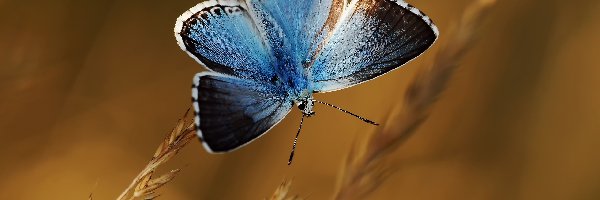 Modraszek wieszczek, Motyl, Niebieski