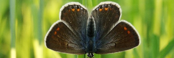 Modraszek agestis, Motyl