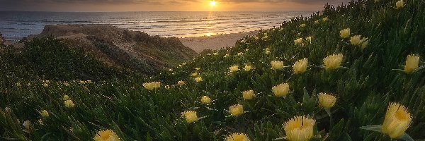 Żółte kwiaty, Morze, Zachód słońca