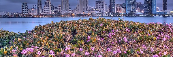 Kwiaty, Miasto, San Diego