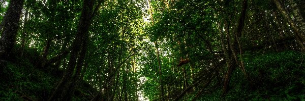 Ścieżka, Drzewa, Las
