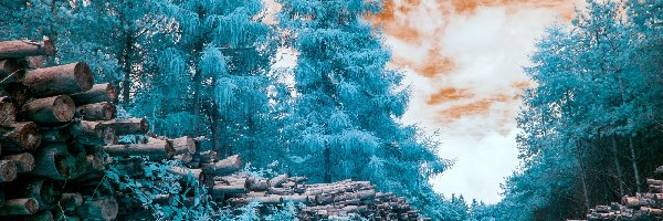 Las, Drzewa, Niebieskie, Chmury
