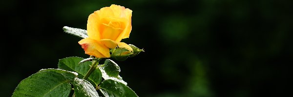 Róża, Piękna