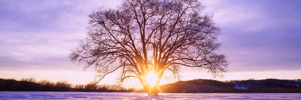 Śnieg, Słońca, Promienie, Drzewo