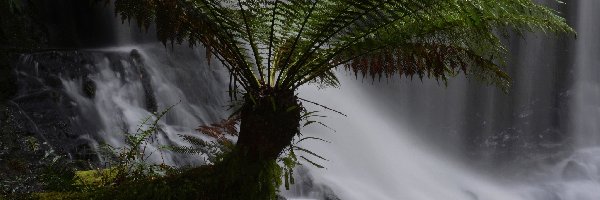 Wodospad, Paproć