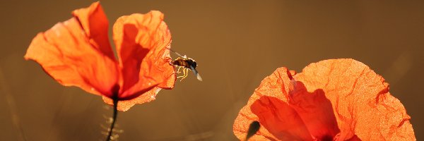 Pszczoła, Maki, Lato