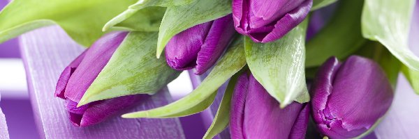 Tulipany, Purpurowe
