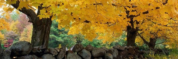 Kamienie, Drzewo, Jesień