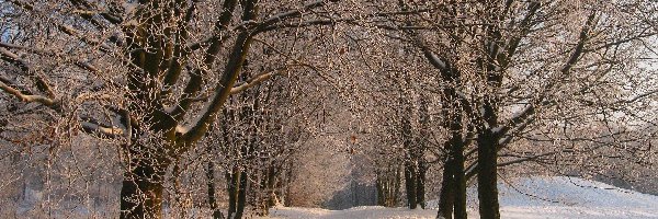 Park, Śnieg, Drzewa, Zima