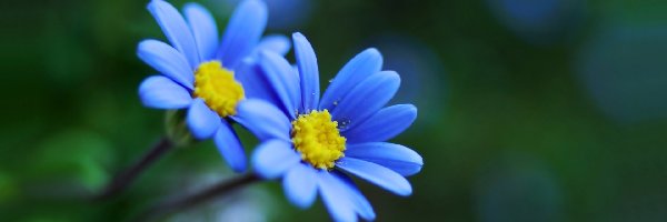 Kwiatki, Niebieskie, Makro