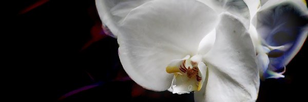 Storczyk, Orchidea