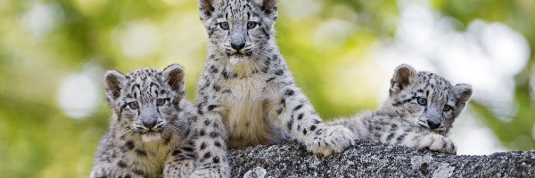 Trzy, Śnieżne, Młode, Bokeh, Leopardy