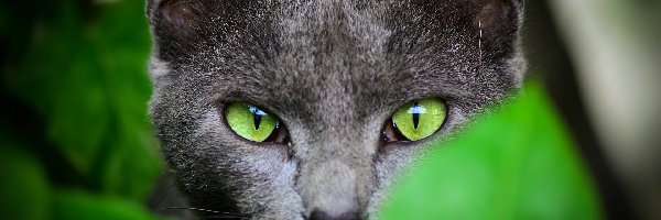 Oczy, Zielone, Kot