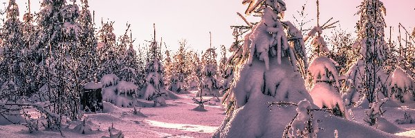 Drzewa, Śnieg, Świerki, Zima