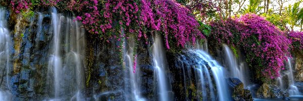 Kwiaty, Purpurowe, Wodospad