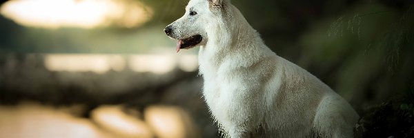 Biały owczarek szwajcarski, Pies