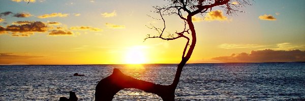 Zachód słońca, Drzewo, Ocean, Hawaje
