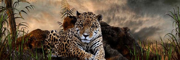 Jaguar