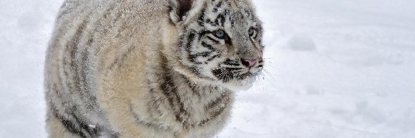 Śnieg, Tygrys, Biały