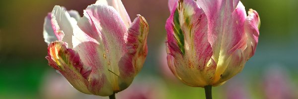 Tulipany, Kolorowe, Dwa