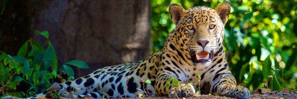 Las, Jaguar, Leżący